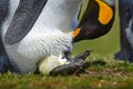 New born, hatch out from egg. Young king penguin beging food beside adult king penguin, Falkland. Egg with young bird, nest