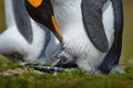 New born, hatch out. Young king penguin beging food beside adult king penguin, Falkland. Egg with young bird, nest