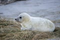 A new born howler. Young seals are called howler.