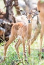 New born impala calf Royalty Free Stock Photo