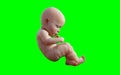 A new born infant baby isolated on green background with clipping path