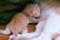 New born kitten breastfeeding from mother cat on floor Royalty Free Stock Photo