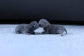 New born kittens kissing, British Shorthair