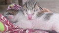 New born kittens sleeping