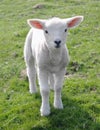 New Born Lamb Royalty Free Stock Photo