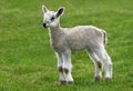 New Born Lamb Royalty Free Stock Photo