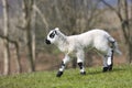 New Born Lamb Royalty Free Stock Photo