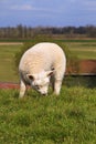 New born lamb grazing