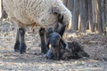 A closeup of an Ewe sheep standing while licking a slimy layer from her new born baby lamb Royalty Free Stock Photo