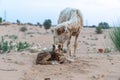 New born lamb with its mother Royalty Free Stock Photo