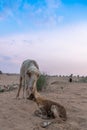 New born lamb with its mother Royalty Free Stock Photo