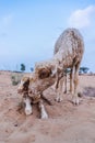 New born lamb with its mother Royalty Free Stock Photo