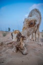 New born lamb with its mother Royalty Free Stock Photo