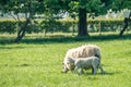 New born lamb with a mother sheep standing on fresh green spring Royalty Free Stock Photo