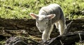 A New Born Lamb Wanders Through The Paddock