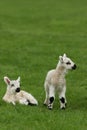 New Born Lambs Royalty Free Stock Photo