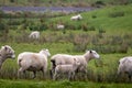 New season`s New Zealand lambs with ewes