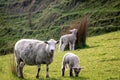 New season`s New Zealand lambs with ewes