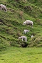 New season`s New Zealand lambs with ewes
