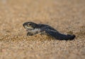 New Born Leatherback Sea Turtle Royalty Free Stock Photo