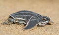 New Born Leatherback Sea Turtle Royalty Free Stock Photo