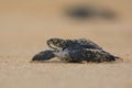 New Born Leatherback Sea Turtle Royalty Free Stock Photo