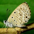 New born Lime Blue butterfly Chilades lajus lajus Stoll, Royalty Free Stock Photo