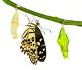 New born lime butterfly Royalty Free Stock Photo