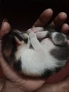 new born Litile cat sliping my hand Royalty Free Stock Photo