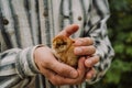 New born little chicken in the hands of the farmer Royalty Free Stock Photo