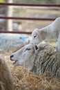 New born Lleyn lamb climbing on mother Royalty Free Stock Photo