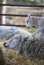 New born Lleyn lamb climbing on mother Royalty Free Stock Photo