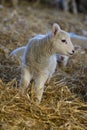 New born Lleyn lamb at lambing time Royalty Free Stock Photo