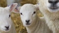 New born Lleyn lamb at lambing time Royalty Free Stock Photo