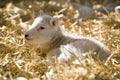 New born Lleyn lamb at lambing time