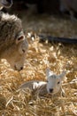 New born Lleyn lamb at lambing time