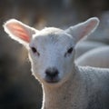 New born Lleyn lamb at lambing time