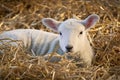 New born Lleyn lamb at lambing time