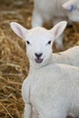 New born Lleyn lamb at lambing time