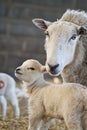 New born Lleyn lamb at lambing time