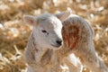 New born Lleyn lamb at lambing time