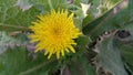 New Born Nature Yellow Flower Royalty Free Stock Photo