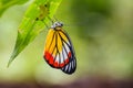 New born Painted Jezebel Butterfly (Delias hyparete indica)