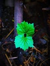 New born plant Royalty Free Stock Photo