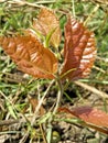 New born plant beautiful Royalty Free Stock Photo