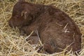New born red Dexter calf, keeping warm