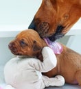 New born Rhodesian Ridgeback puppy Royalty Free Stock Photo