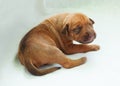 New born Rhodesian Ridgeback whelp Royalty Free Stock Photo