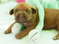 New born Rhodesian Ridgeback whelp Royalty Free Stock Photo