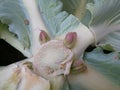 New born shoots from cabbage Royalty Free Stock Photo